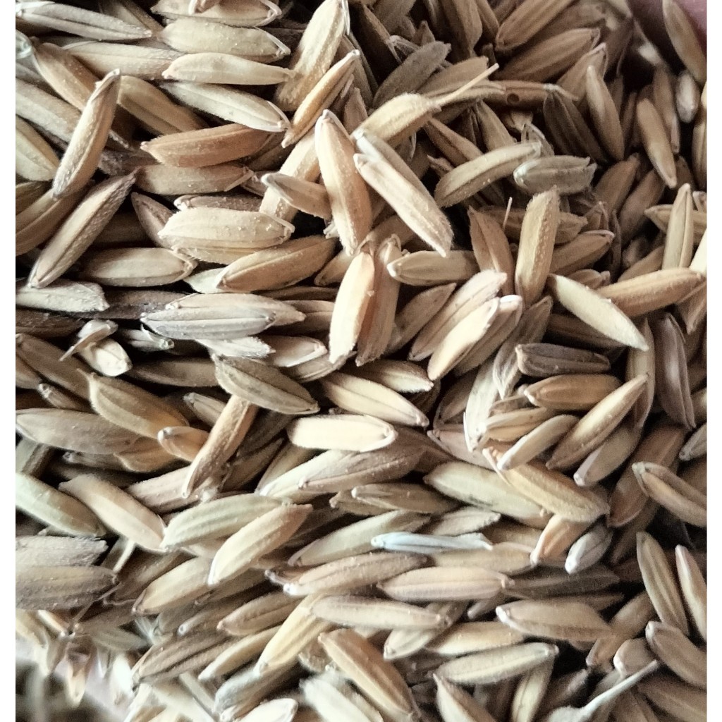 Gabah padi makanan ayam jago nsa gabah merah pakan ayam dan burung 1kg