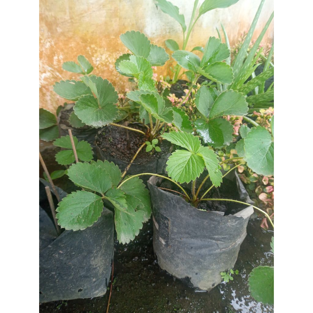 Tanaman Indukan strawberry siap berbuah