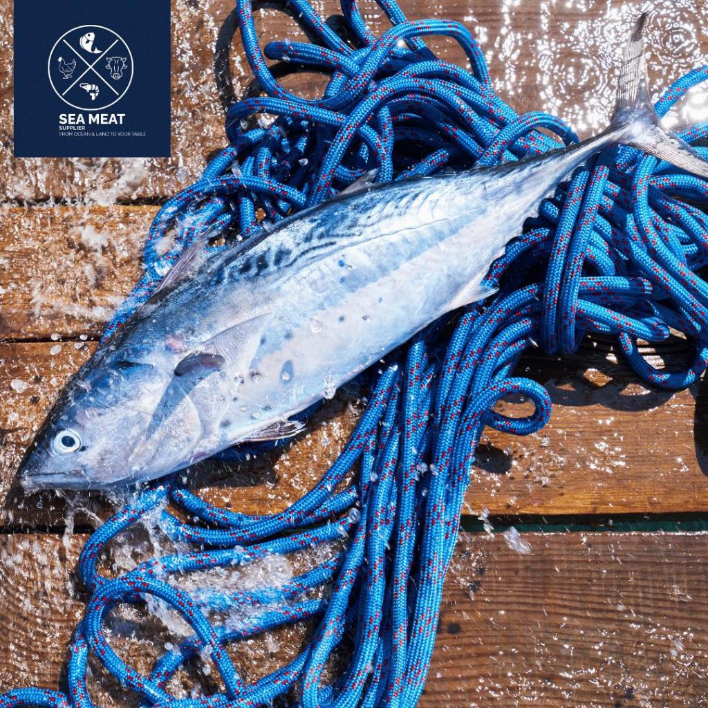 Cakalang Skipjack Tuna Fresh Frozen