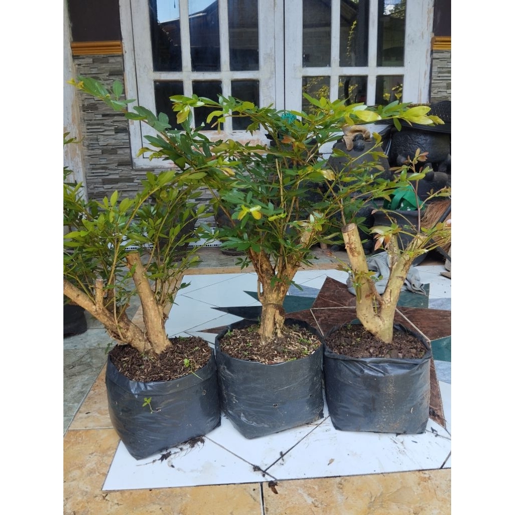 bonsai prospek kaliandra super, bonsai kaliandra surinamenensis super
