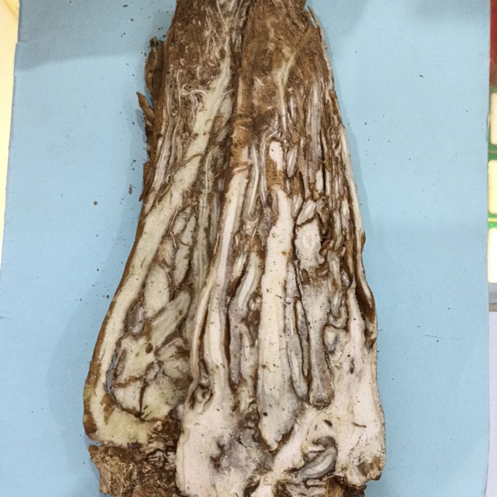 Irisan Dang Gui (Angelica Sinensis) 100 gram
