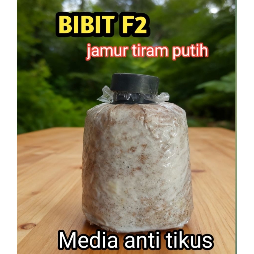 bibit jamur tiram f2