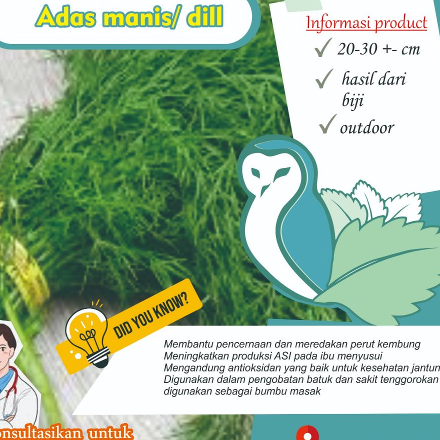 Bibit Adas Manis / Dill Hidup – Tanaman Herbal Aromatik & Obat | Yuyus Toga Batu