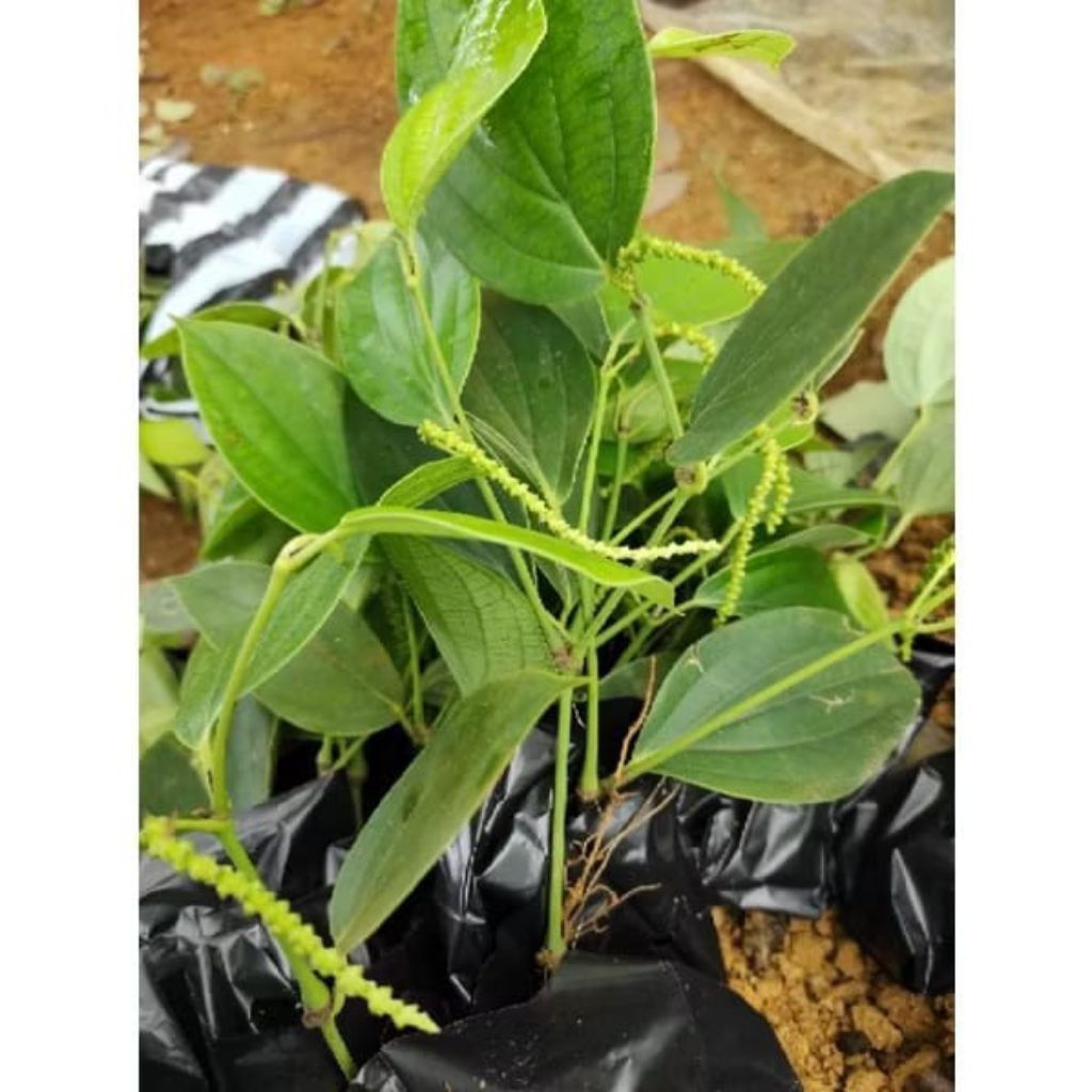 Bibit Lada Perdu Berakar Siap Tanam