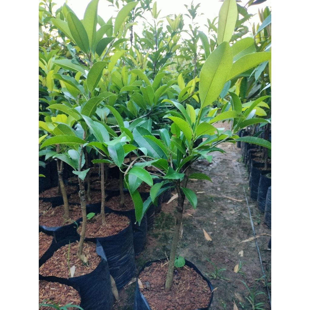 Bibit sawo jumbo, dan Manila okulasi