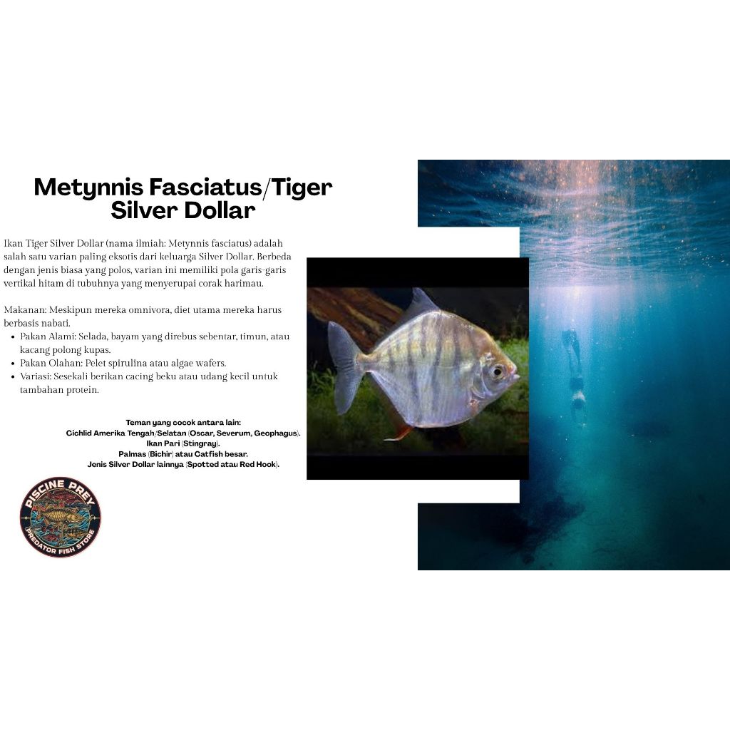 Metynnis Fasciatus/Tiger Silver Dollar