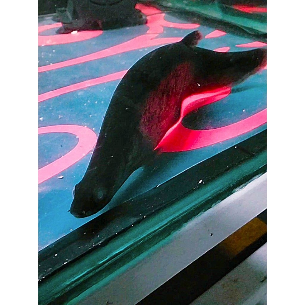 IKAN HIAS IKAN BELIDA HITAM JAWA SIZE 22 CM HIDUP/SEHAT