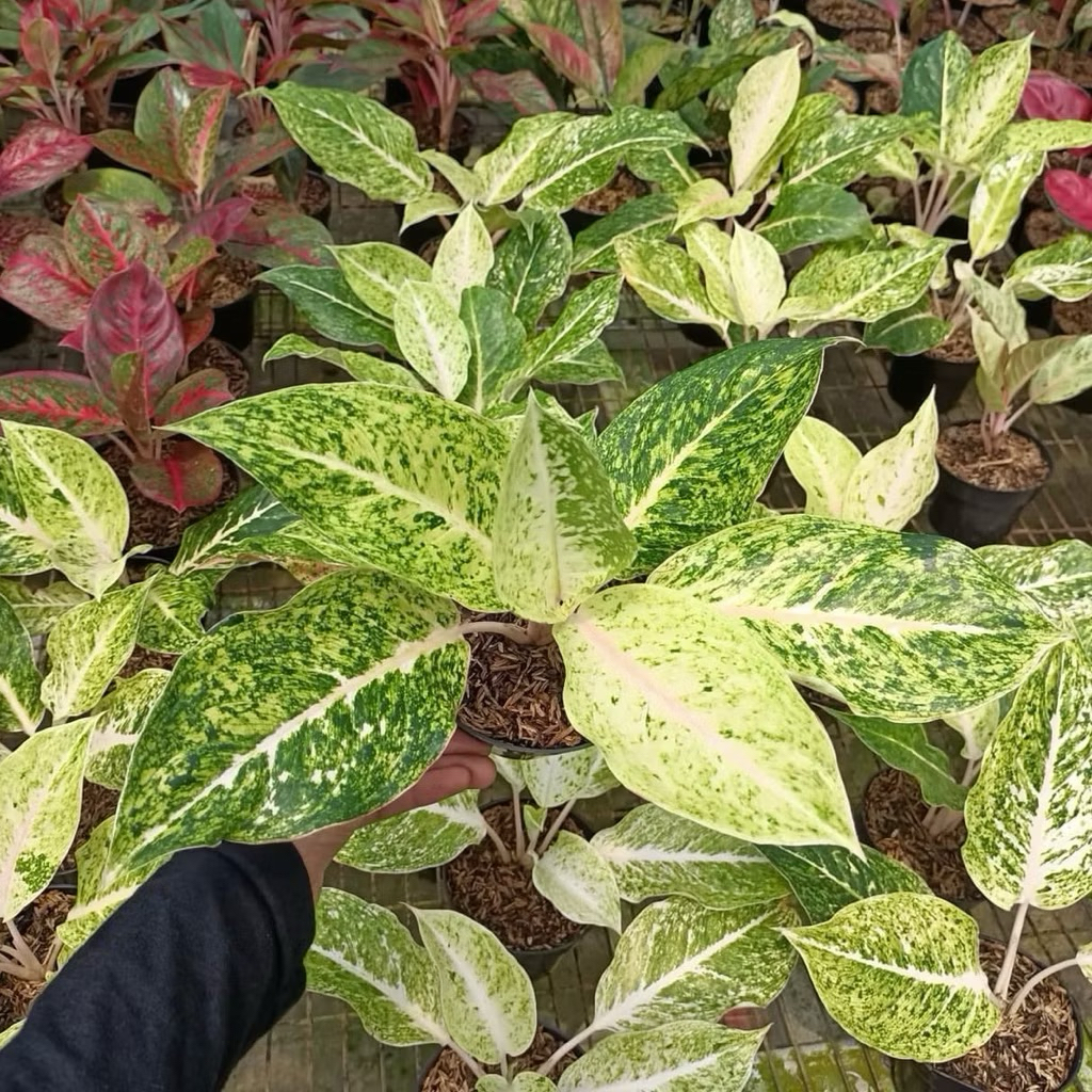 AGLONEMA STRIPTIS WHITE