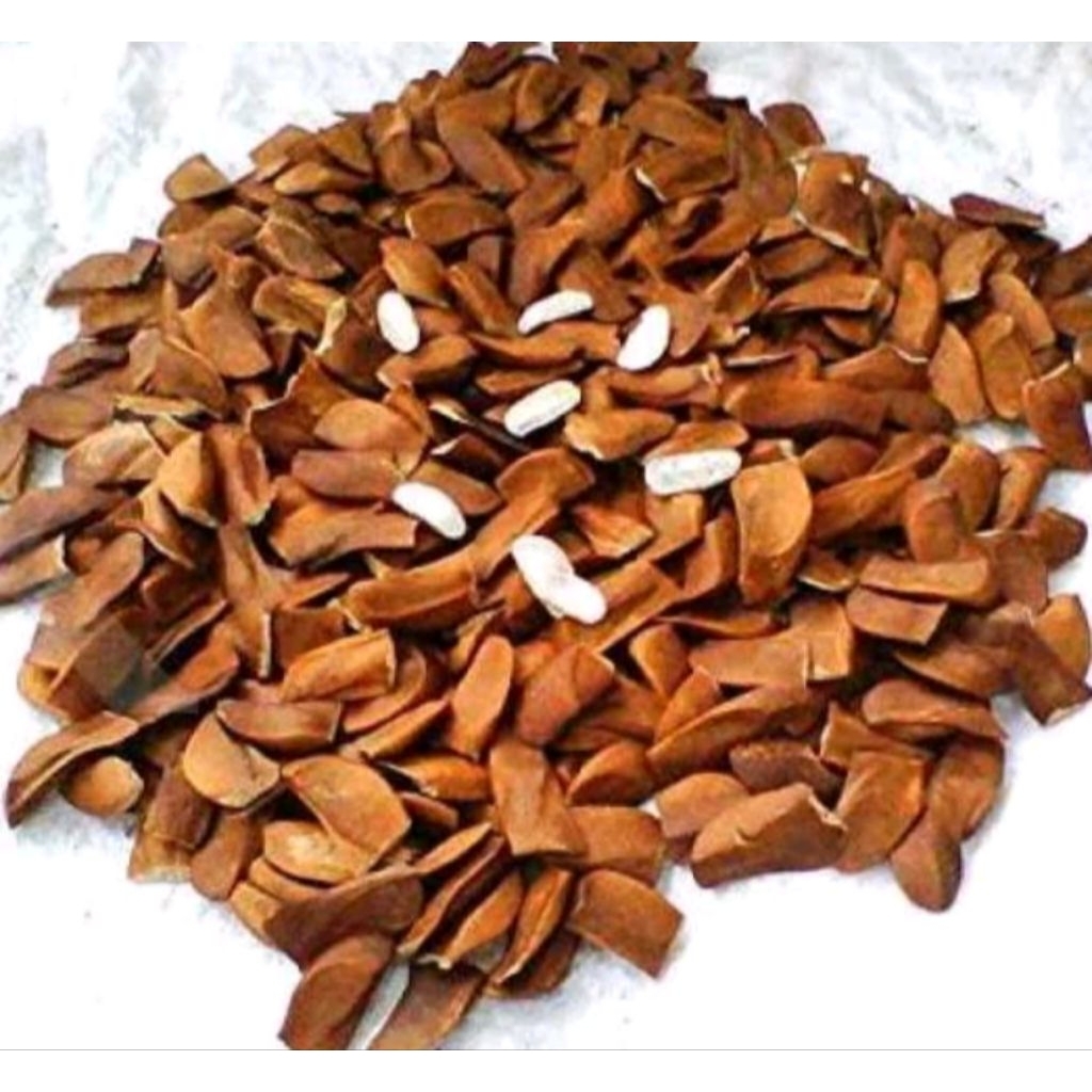 Biji mahoni tua 100 biji, biji herbal/ bibit kayu mahon