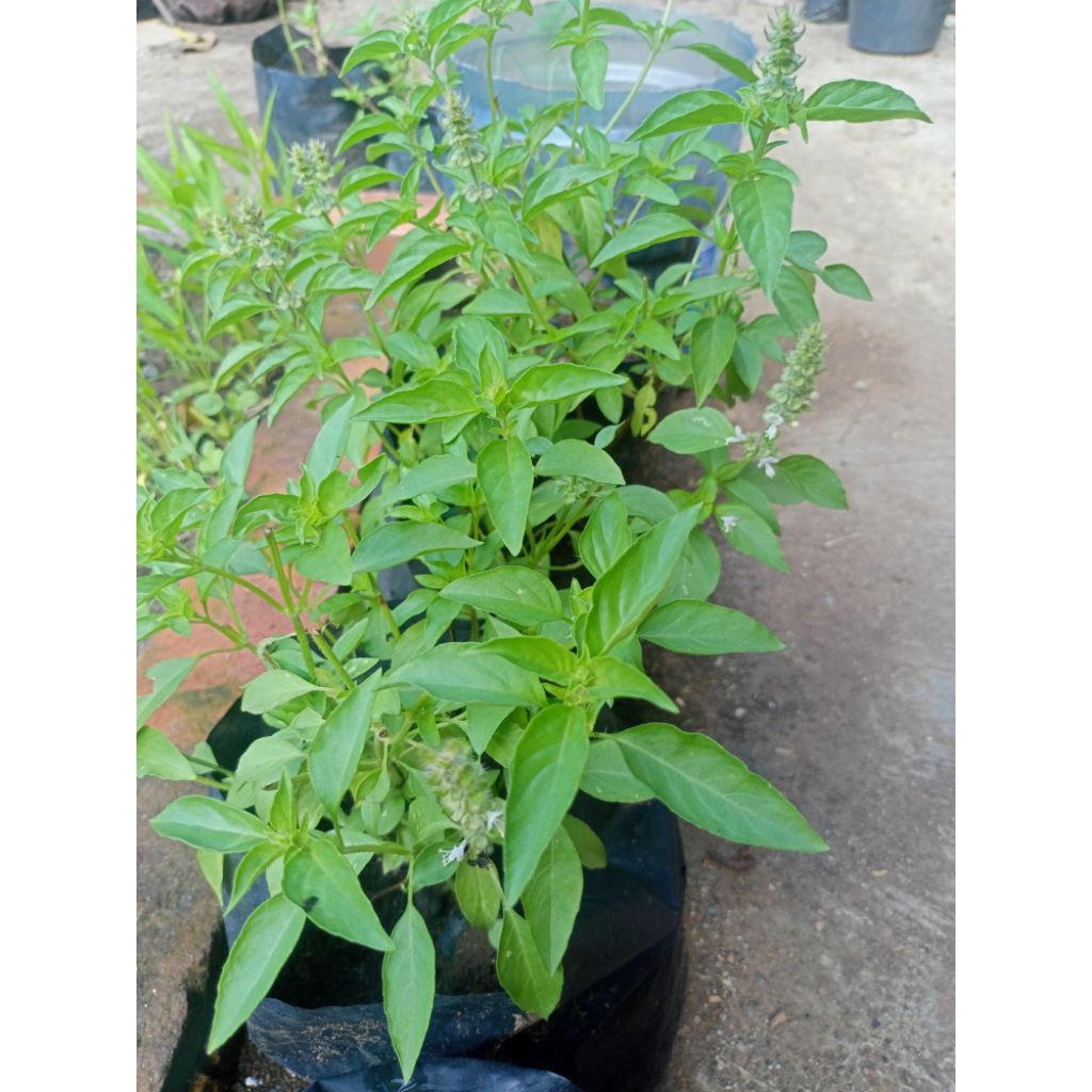 Bibit Kemangi Siap Tanam