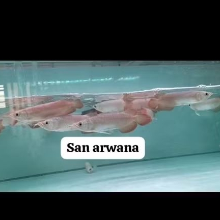 produk spesial pajangan hiasan super red Chili lengkap