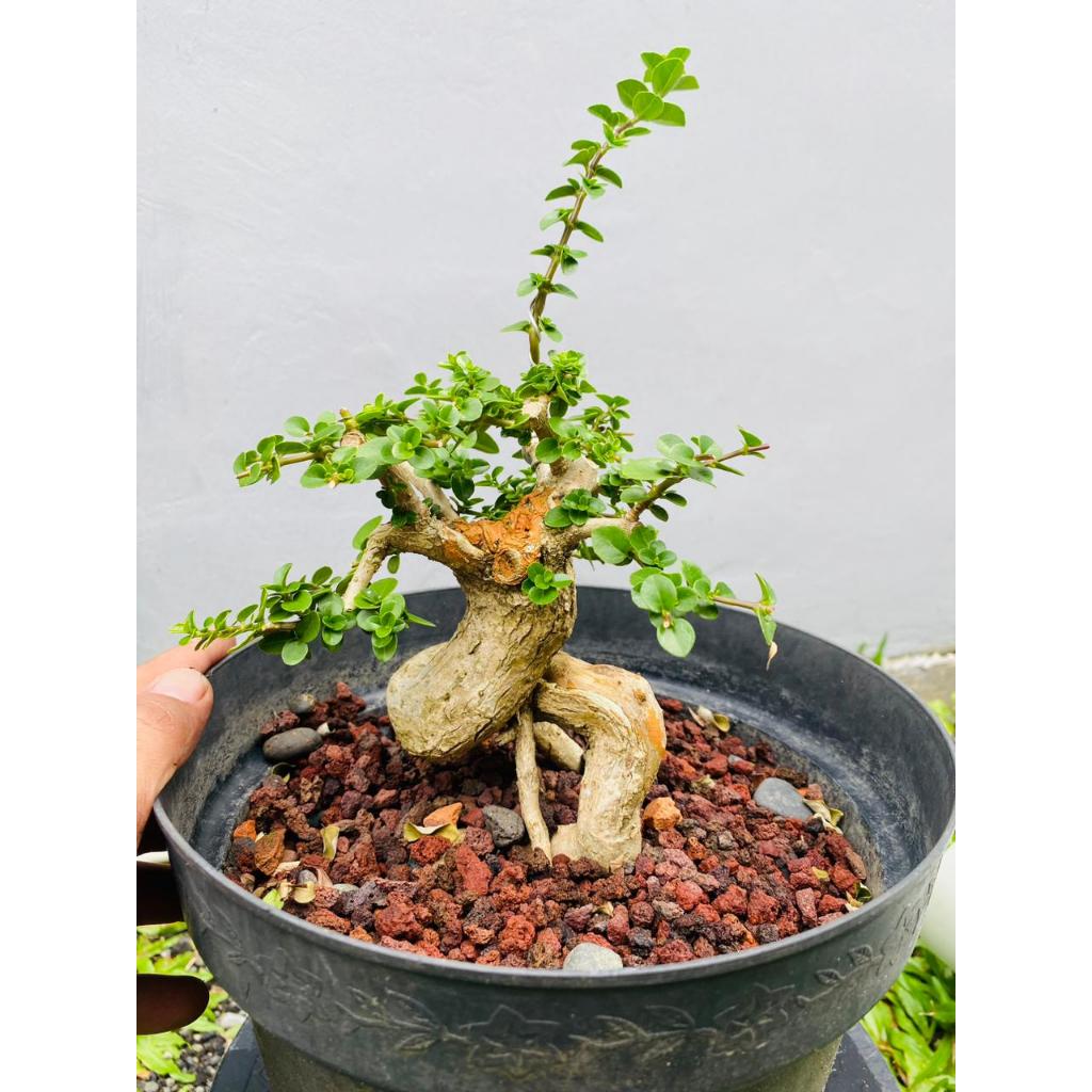Bahan Bonsai Sancang Mame
