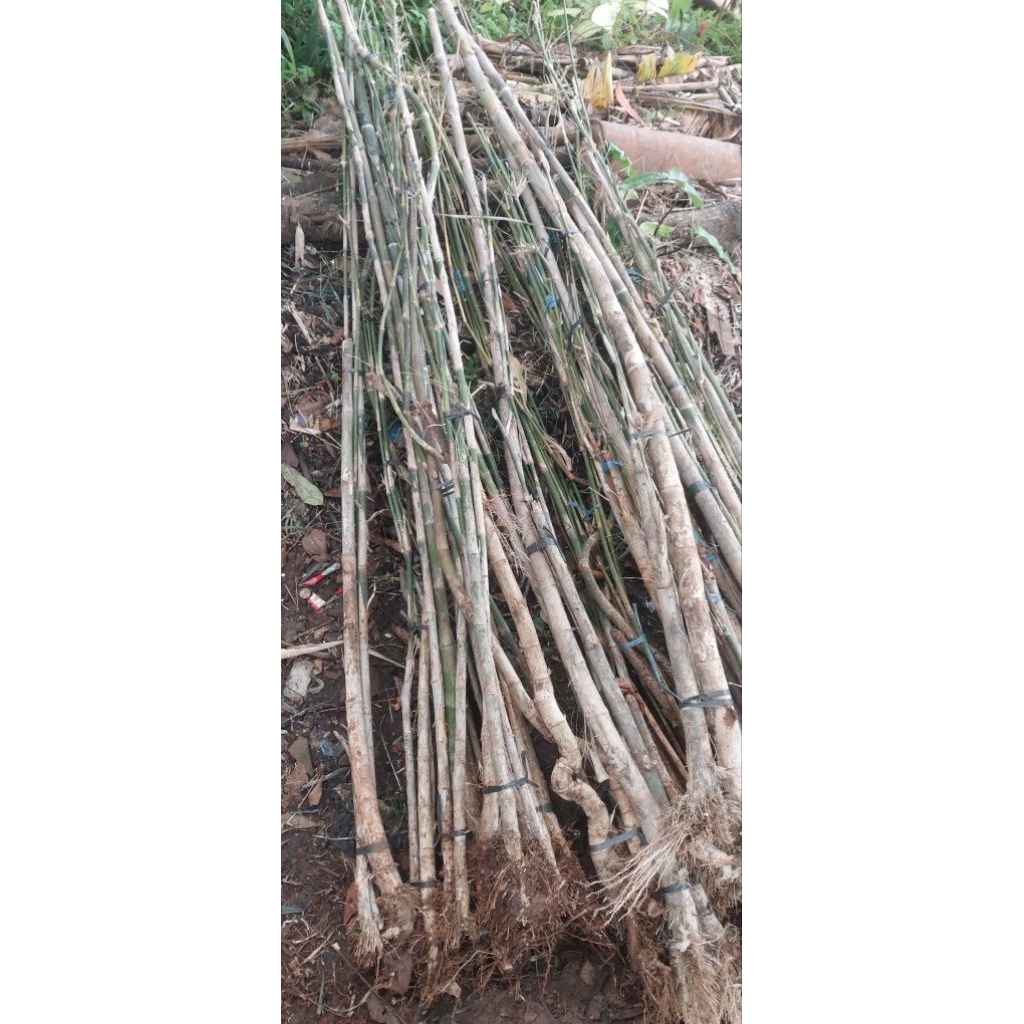 Termurah  Bambu jepang / bambu Pagar Jepang