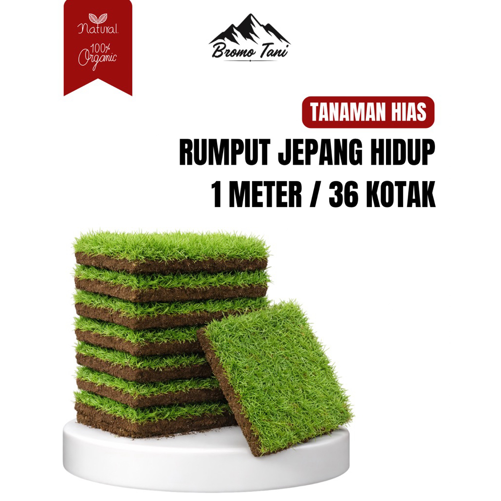 BROMO TANI Rumput Jepang Hidup 1 Meter Isi 36 Kotak / Rumput Hias Hijau Segar Untuk Taman / Kuburan 