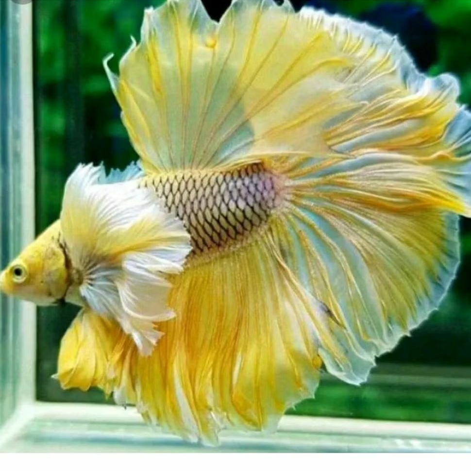 cupang halfmoon dumbo ear hiasan aquarium cupang kuping lebar