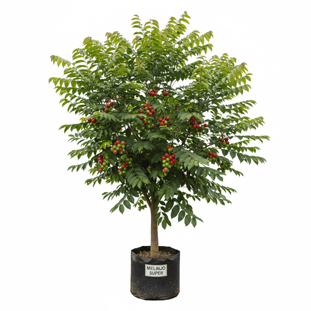 Bibit Melinjo Unggul | Bibit Tanaman Melinjo | Bibit Tangkil Jumbo