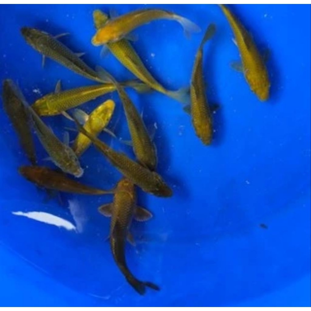 ikan hias koi Midori size 10/15cm