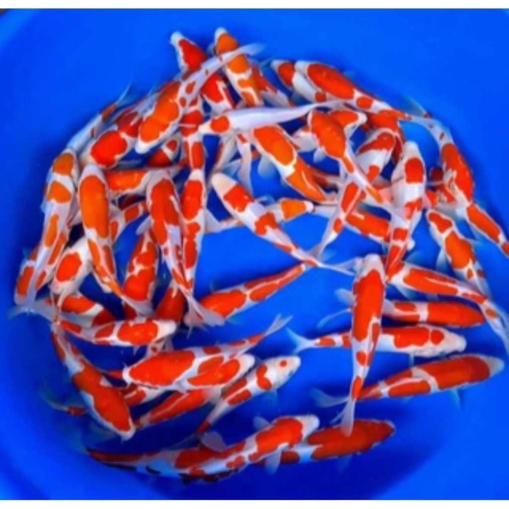 ikan hias 2 ekor koi kohaku size 10/15cm
