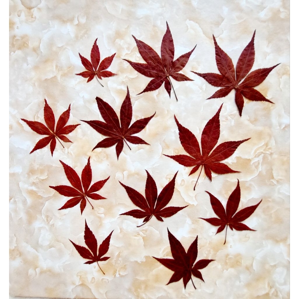 Pressed Brown Maple Leaf - Daun Maple Import - Pressed Maple leaf -  Maple kering - Bunga kering - M