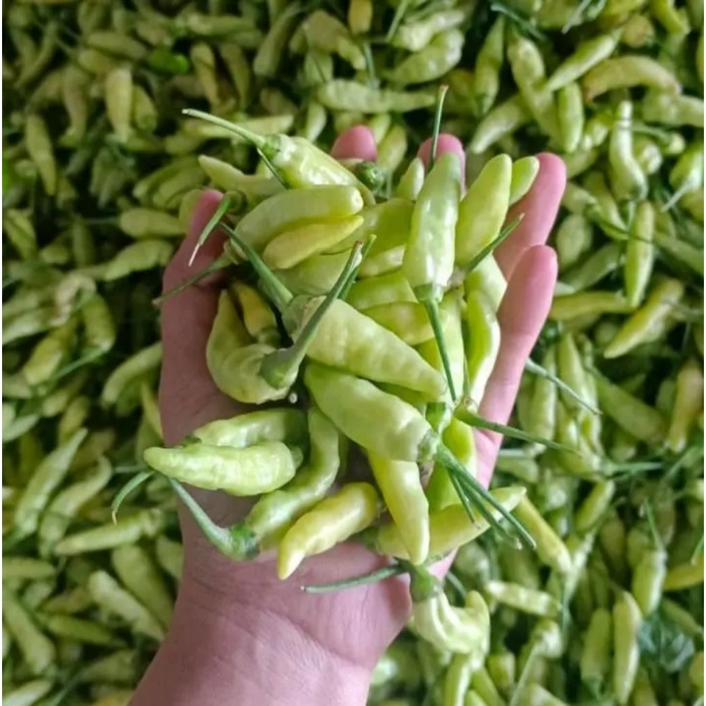Cabe Rawit Putih Hijau 1 Kg Segar Super Pedas Dari Petani Tulungagung Jatim Asli Fresh Cabai Langsun