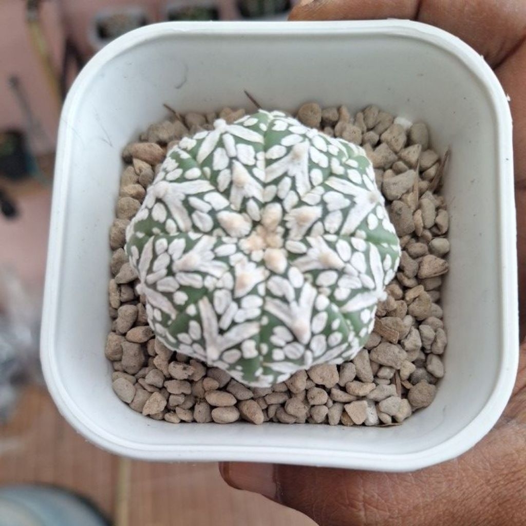 Kaktus Astrophytum v type