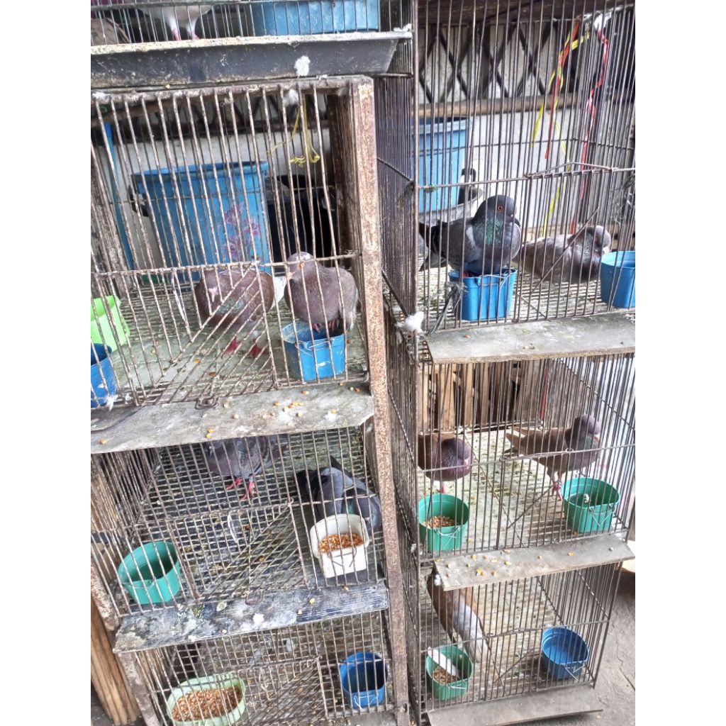 burung dara harga per ekor burung dara hidup