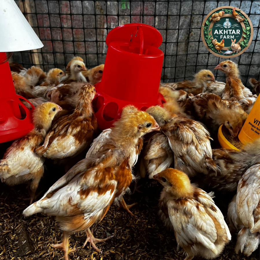 DOC Ayam Petelur Betina ISA Brown 1 Bulan 4 Minggu Grade A | Sudah Vaksin & Potong PARUH