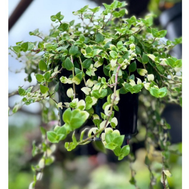 AL - Tanaman Air Mata Pengatin // Tanaman bunda