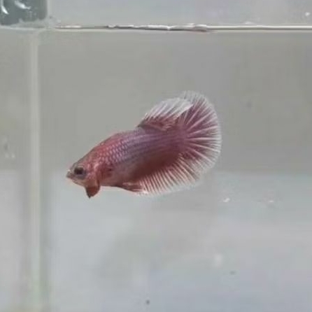 Cupang Lavender Female super HMPK