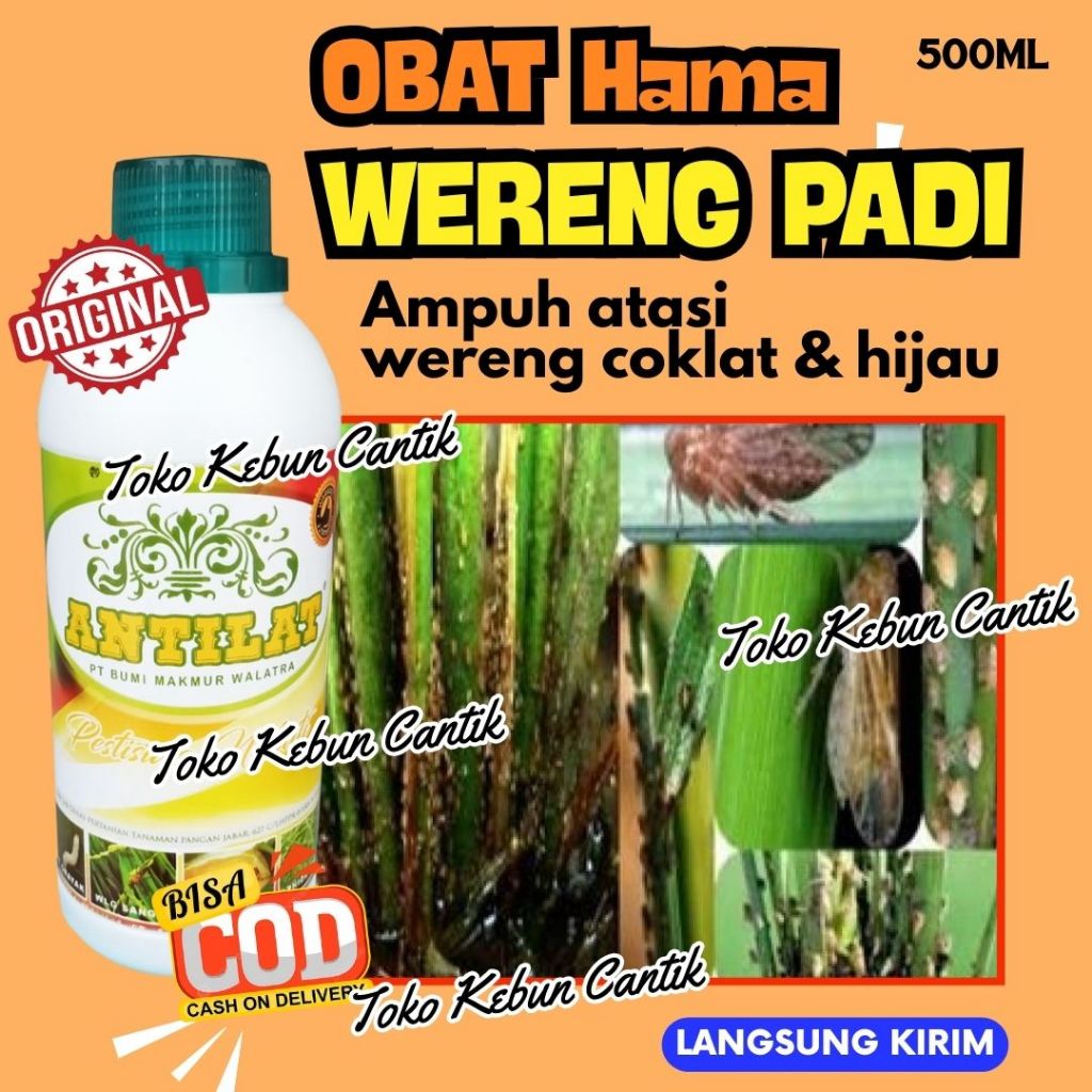 Obat Wereng Padi Organik ANTILAT 500ML Pembasmi Wereng Coklat Wereng Hijau Tidak Bikin Kebal