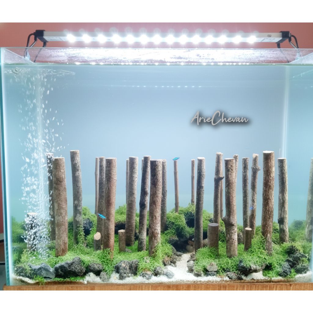 hiasan aquarium hardscape hutan pinus aquascape