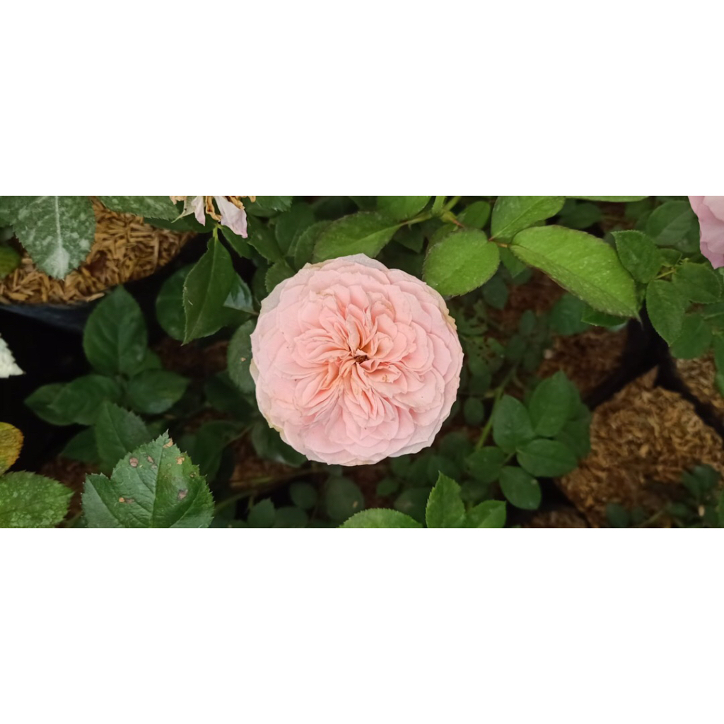 Bunga Mawar Charming Piano