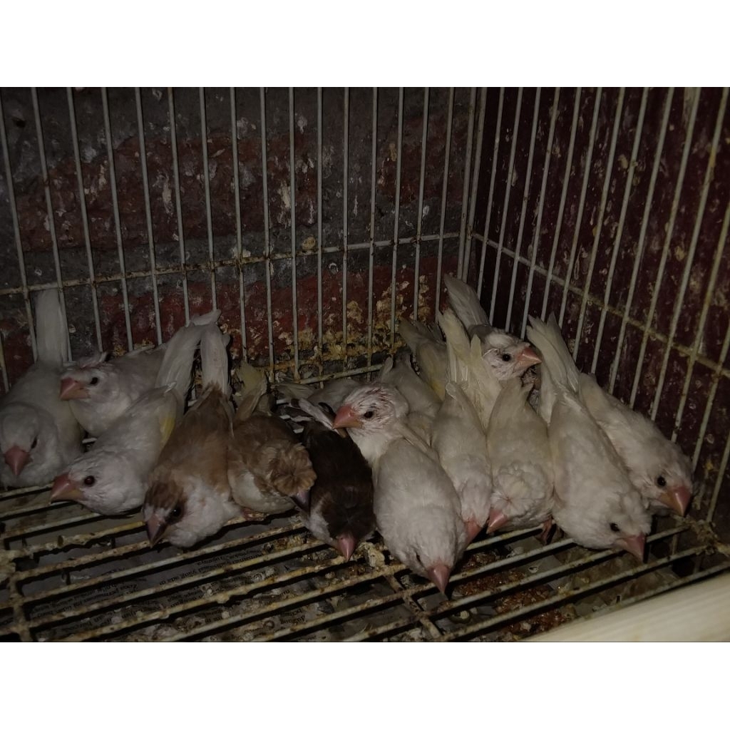 Emprit jepang putih.