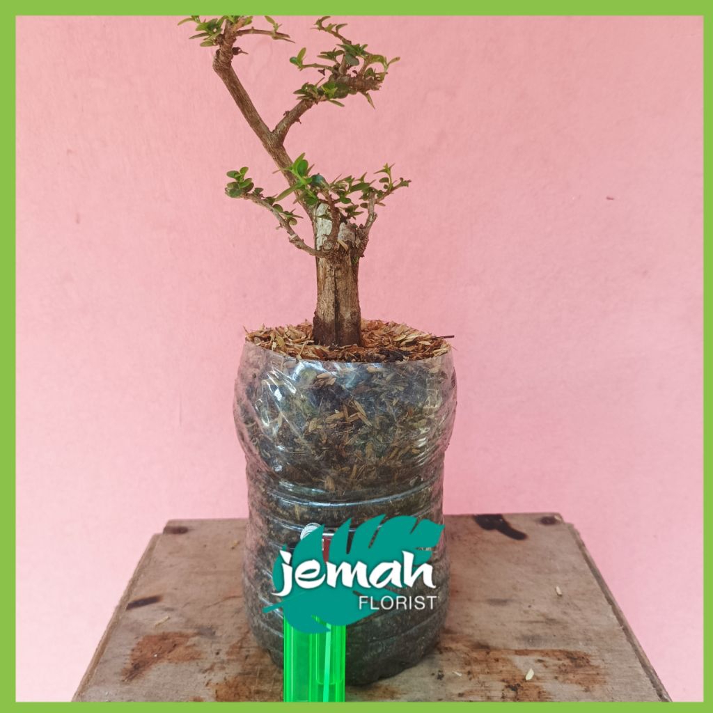 BONSAI SANCANG MAME/MINI BIBIT/BAHAN BONSAI