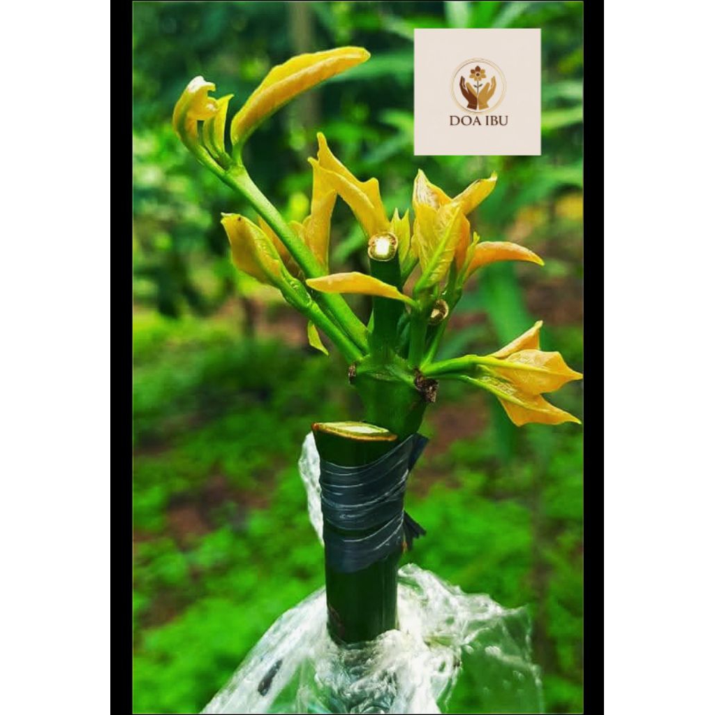 stek entres kopi robusta 45ribu / 25 batang