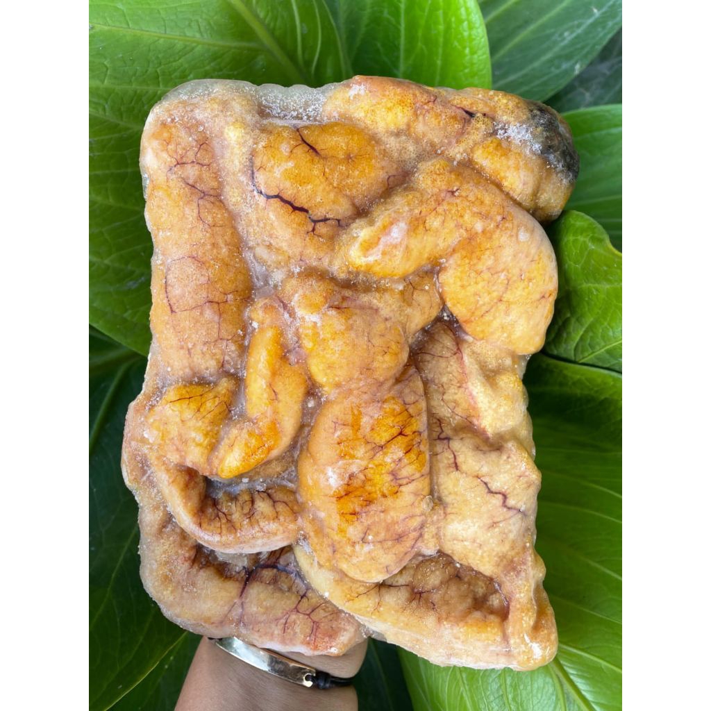 Telur Ikan Patin Bersih 500gr