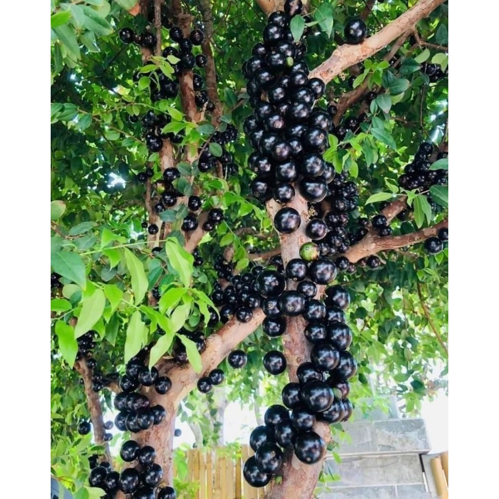 Bibit Anggur Brazil 1 Meter Siap Berbuah