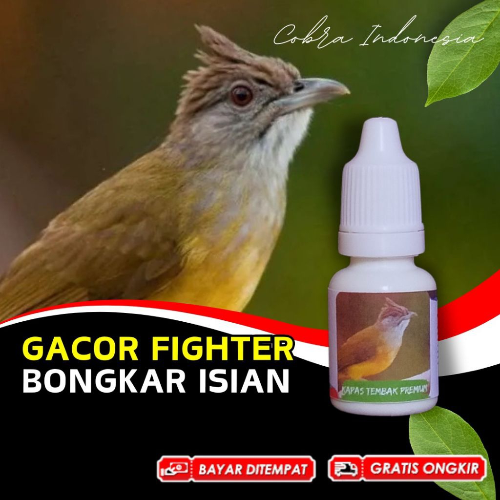 Vitamin Burung kapas Tembak Gacor