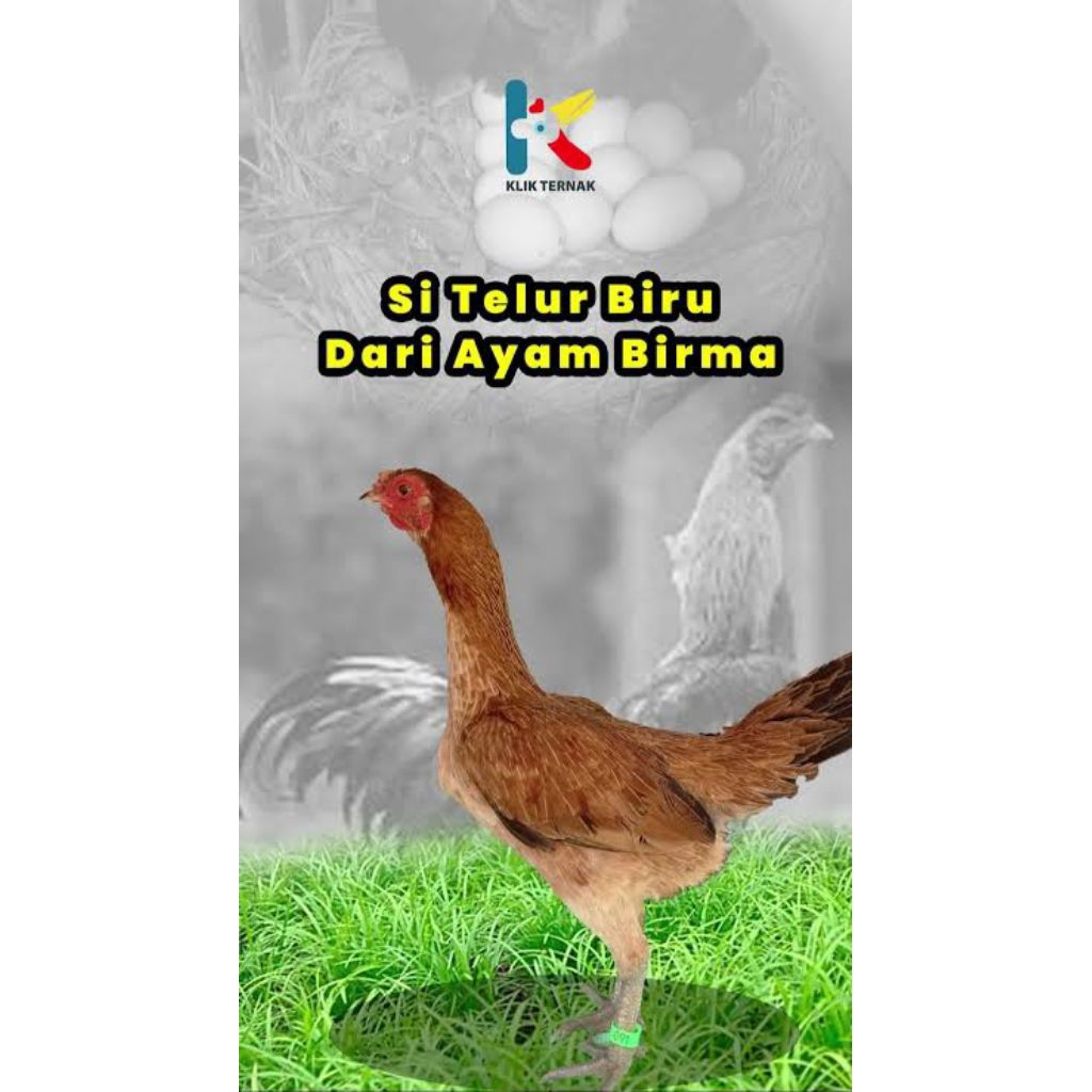 telur fertil ayam Birma telur biru siap di tetaskan