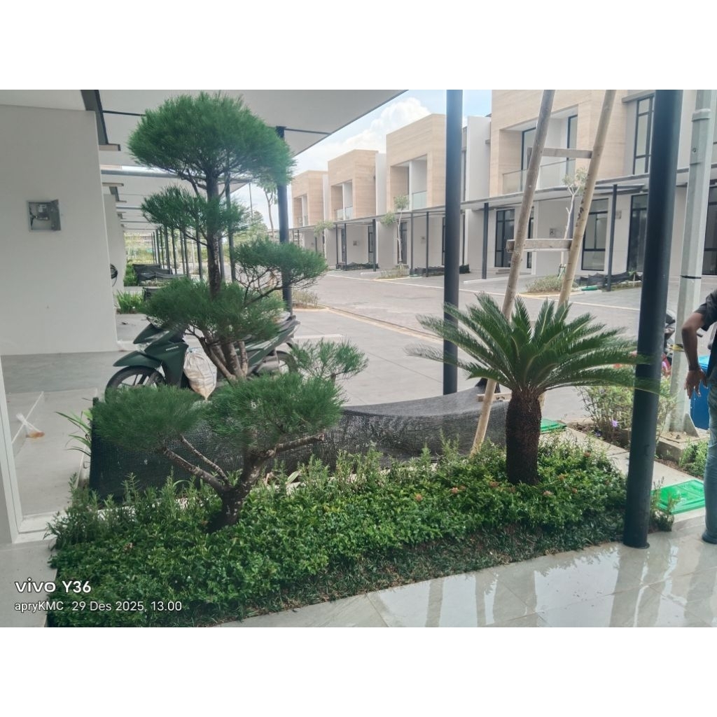 pembuatan taman hias menanam pohon bonsai Cemara udang/sikas/berbagai jenis bunga hiasanlainy