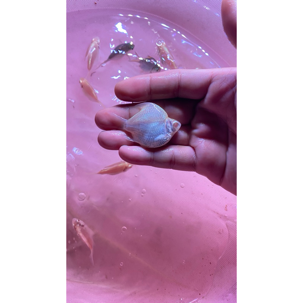 Pajangan Aquarium Kaviat SB King Size 6-7cm