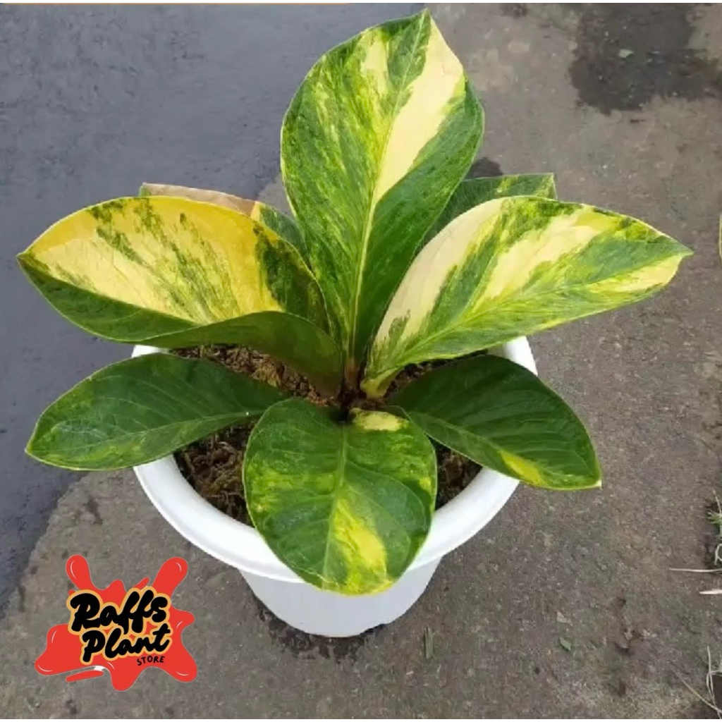 Tanaman hias anthurium tornado varigata - tanaman anthurium tornado varigata