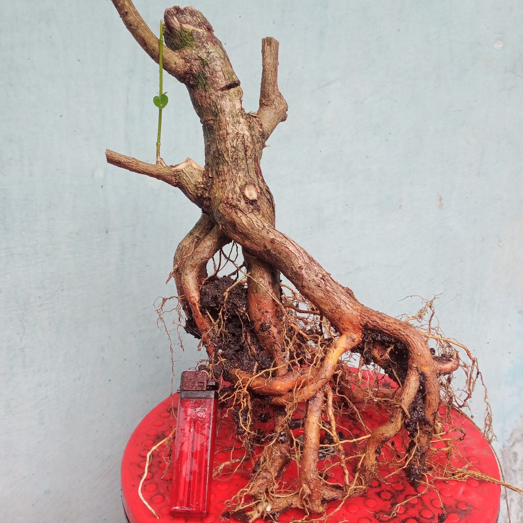 bahan bonsai sancang fresh dongkel