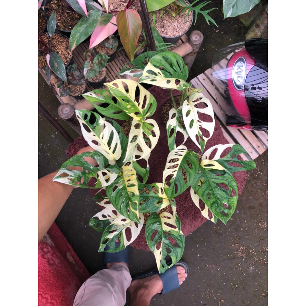Tanaman Hias janda bolong Adansoni variegata japan/janda bolong variegata jepang/ janbol acuminata v