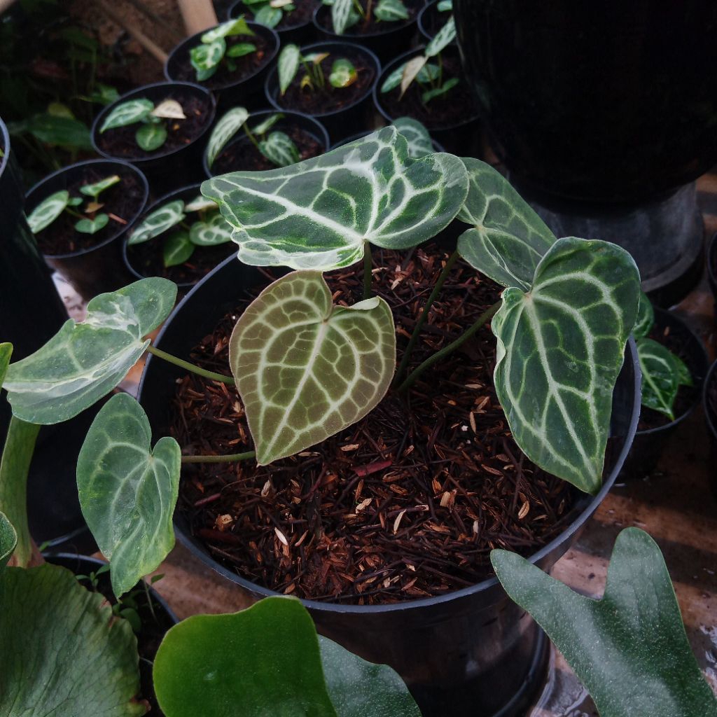 bibit anthurium queen clarinervium
