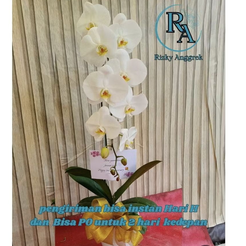 Anggrek Bulan dalam Pot Tembikar Tanaman Hias Bunga Hidup dengan Pita dan Kartu Ucapan