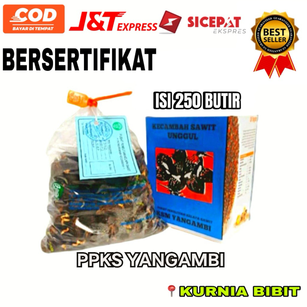 Benih Bibit Kecambah Kelapa Sawit Unggulan PPKS YANGAMBI isi 250 butir Siap Tanam