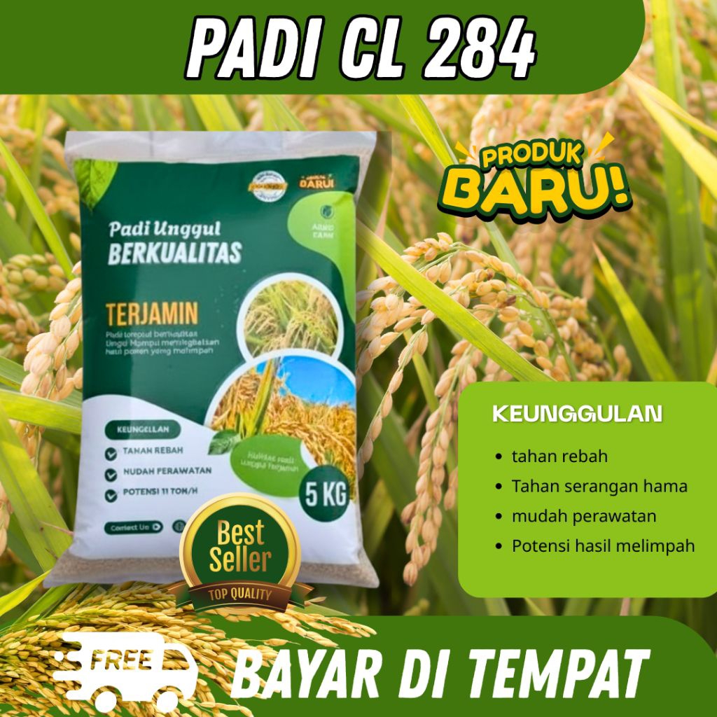 Benih padi unggul Cl 284 kemasan 5kg
