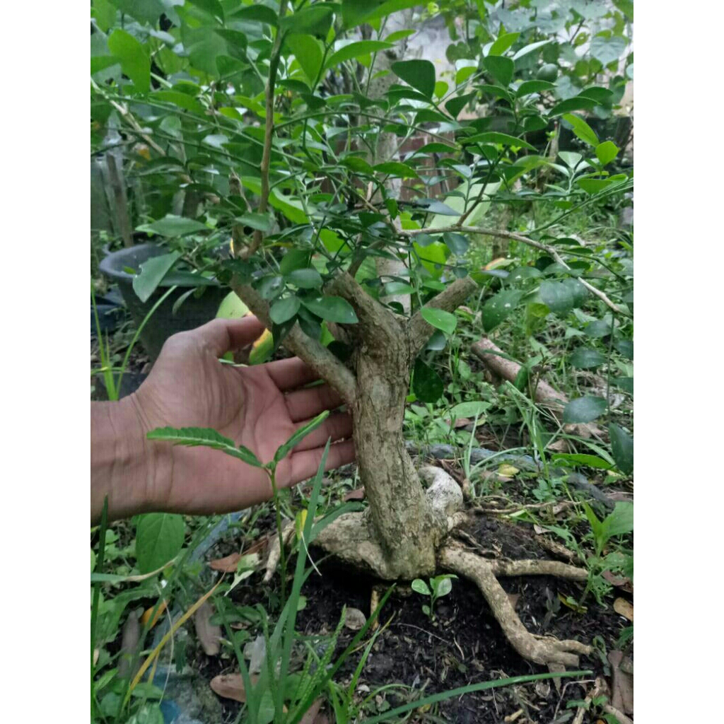 bahan bonsai kemuning jepang real pict