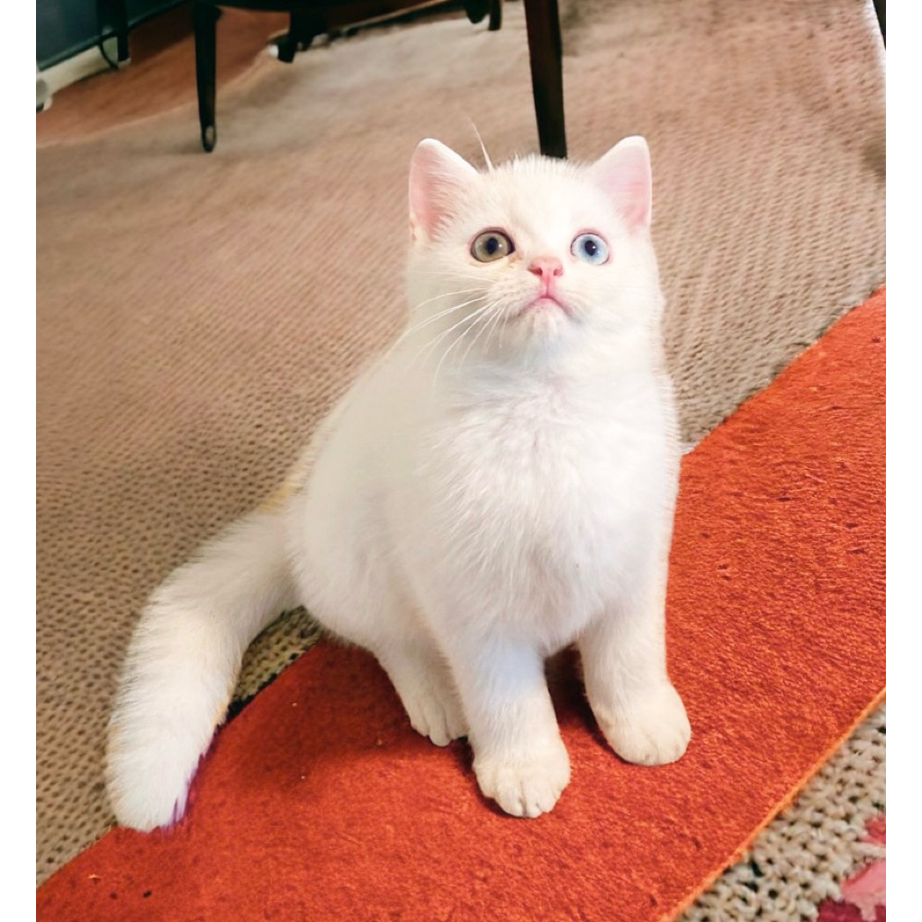 BRITISH SHORTHAIR ODD EYES ( LANGKA )